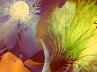 gill-swinglehurst-01